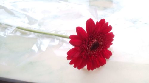 ガーベラの花言葉 色によっては怖い意味がある 花が咲く季節はいつ Greensnap グリーンスナップ