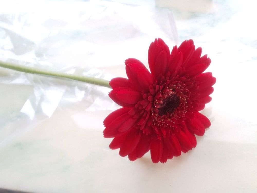 ガーベラ　紅色の花