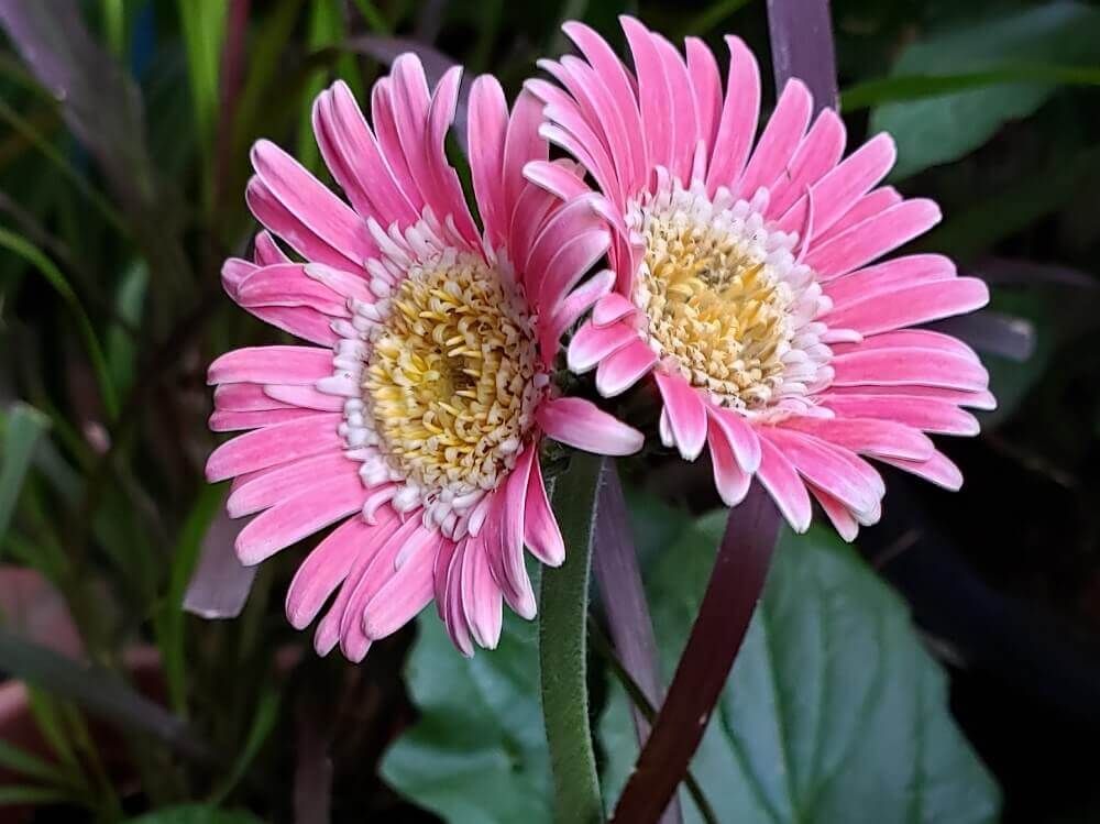 デイジー　ピンク色の花