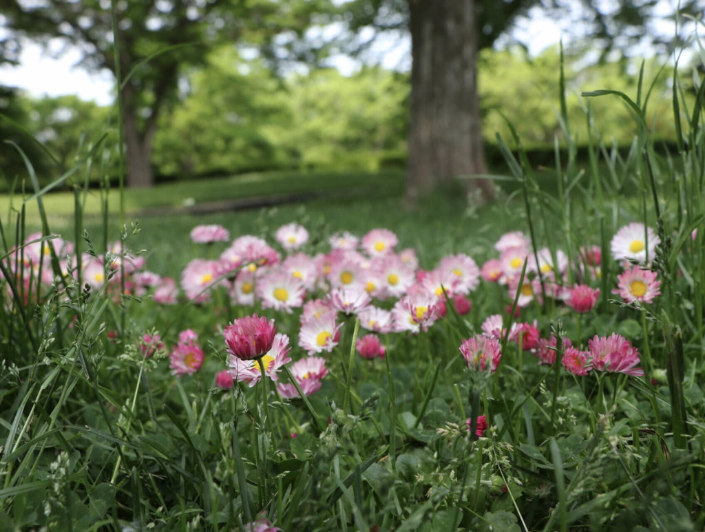 デイジー 雛菊 の花言葉 色別の意味や花の種類 咲き方は Greensnap グリーンスナップ