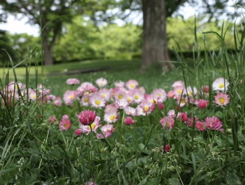 デイジー 雛菊 の花言葉 色別の意味や花の種類 咲き方は Greensnap グリーンスナップ