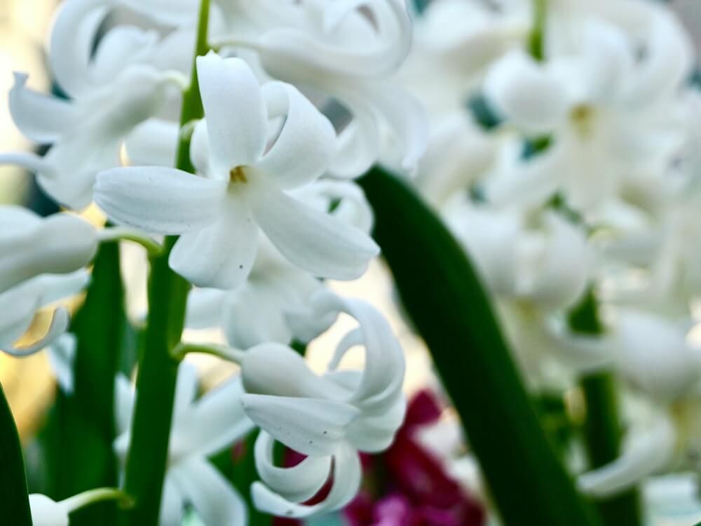 ヒヤシンス　白