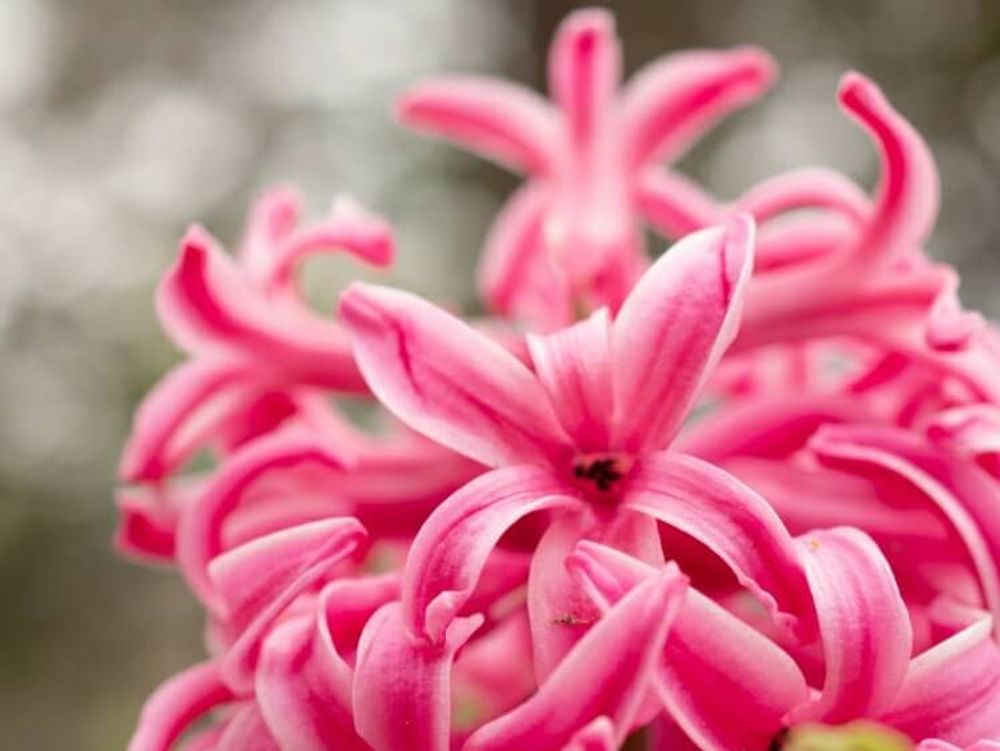 ヒヤシンス　赤い花