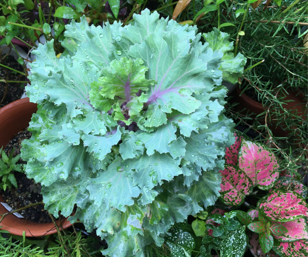 葉牡丹 ハボタン の花言葉 色別の意味や花の特徴 寄せ植えが人気 Greensnap グリーンスナップ