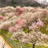 関東で有名な梅の花の名所はどこ？ひと足先に春を感じに出かけよう！の画像