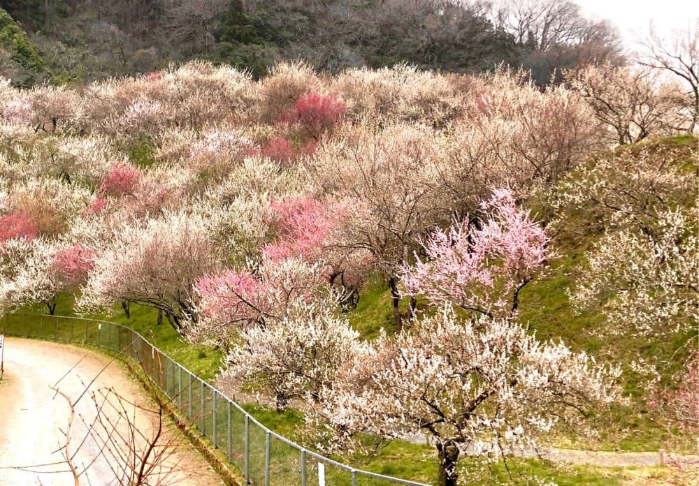 関東で有名な梅の花の名所はどこ ひと足先に春を感じに出かけよう Greensnap グリーンスナップ