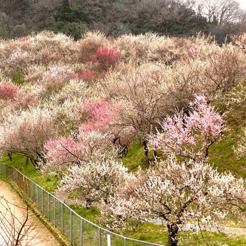 関東で有名な梅の花の名所はどこ ひと足先に春を感じに出かけよう Greensnap グリーンスナップ