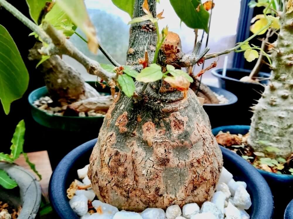 モモルディカ　塊根植物