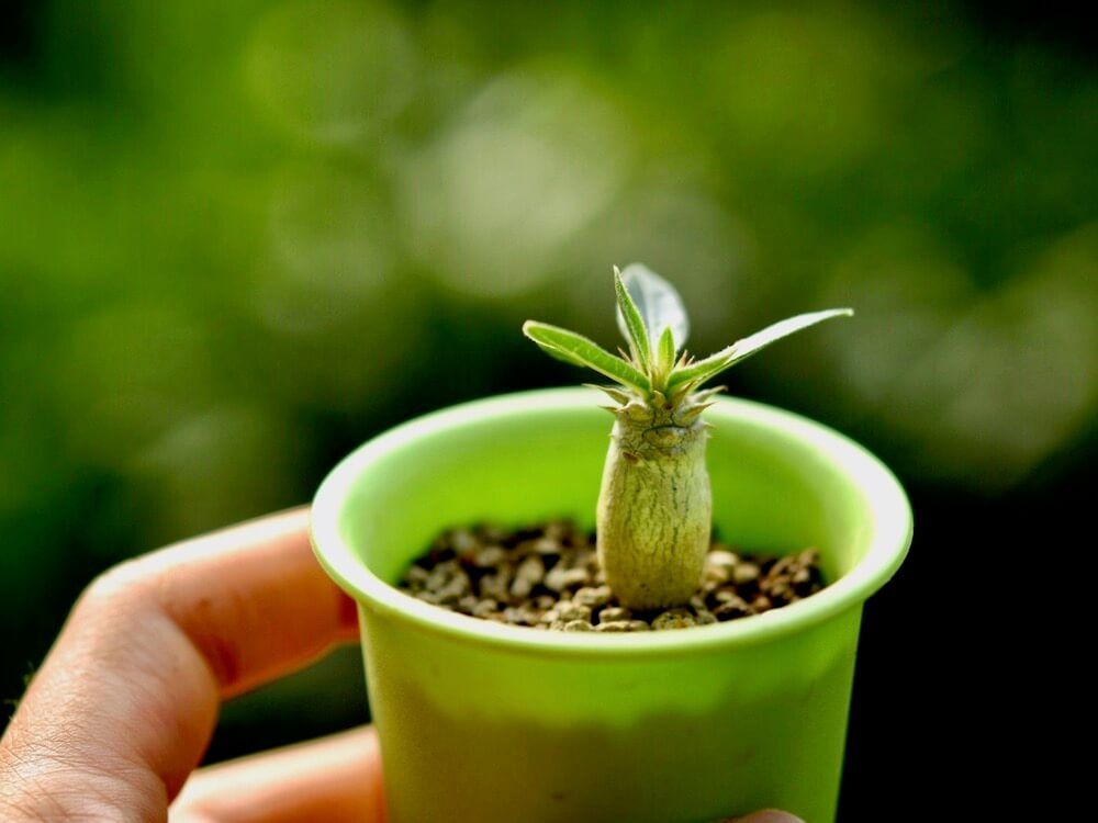 塊根植物　パキポディウム