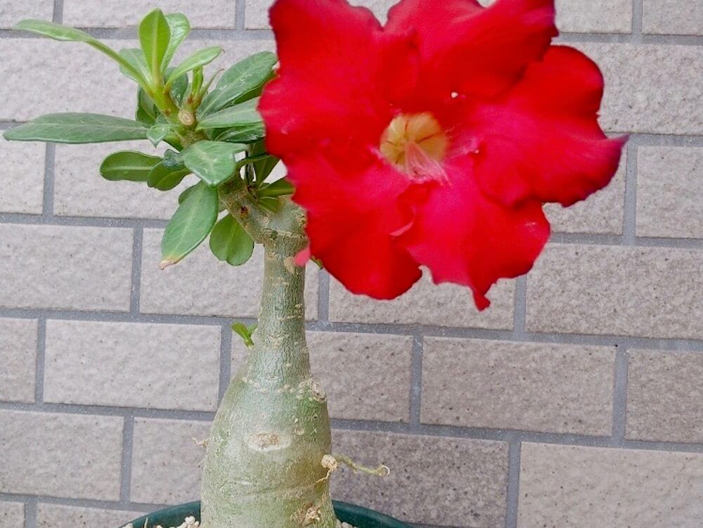 アデニウム　塊根植物