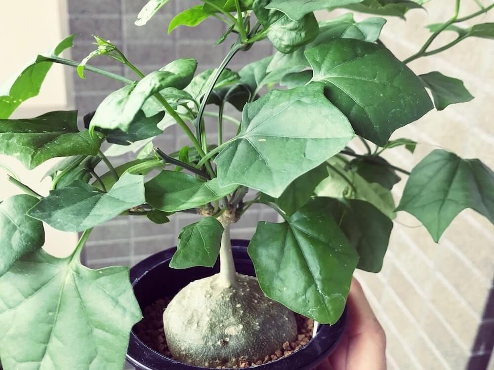 ゲラルサンダス　塊根植物