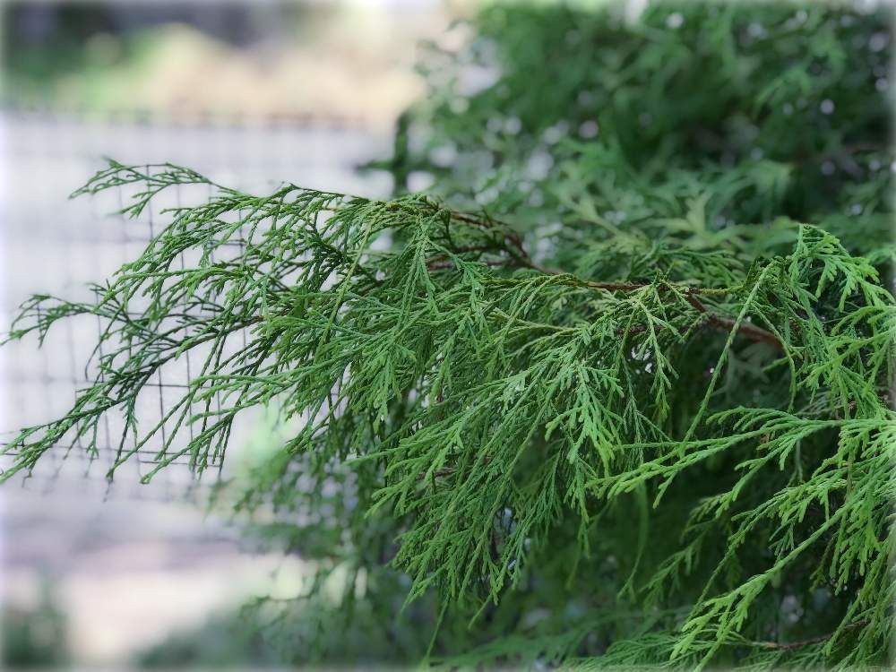 フィリフェラオーレア by miccoஐ♡