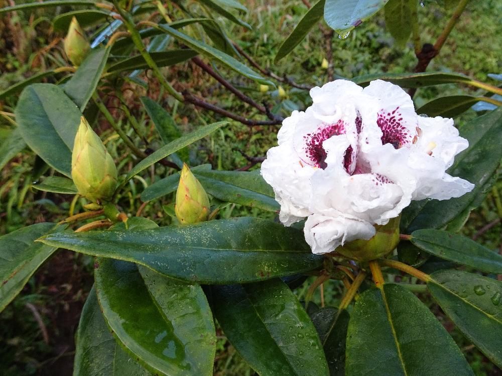 西洋シャクナゲ by trekk