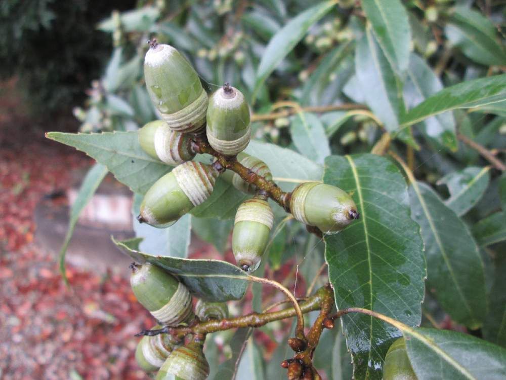 シラカシ by のん