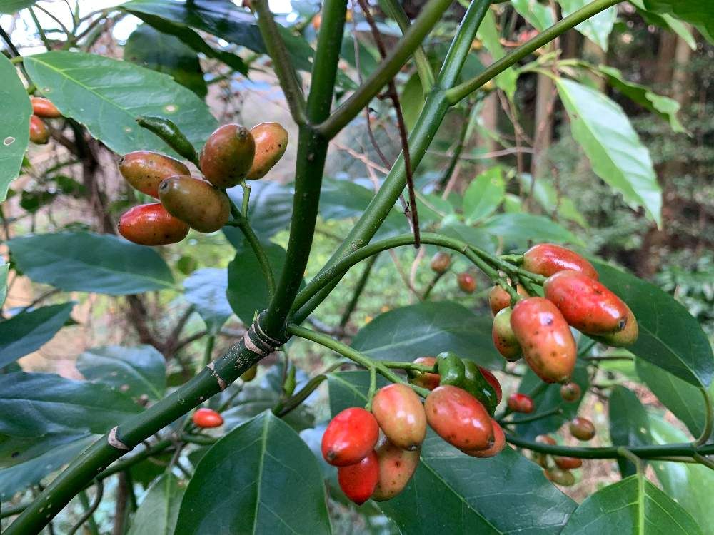 アオキ by こもと