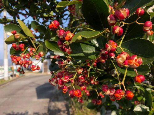 常緑樹の種類 庭木におすすめの低木や中木 高木は Greensnap グリーンスナップ