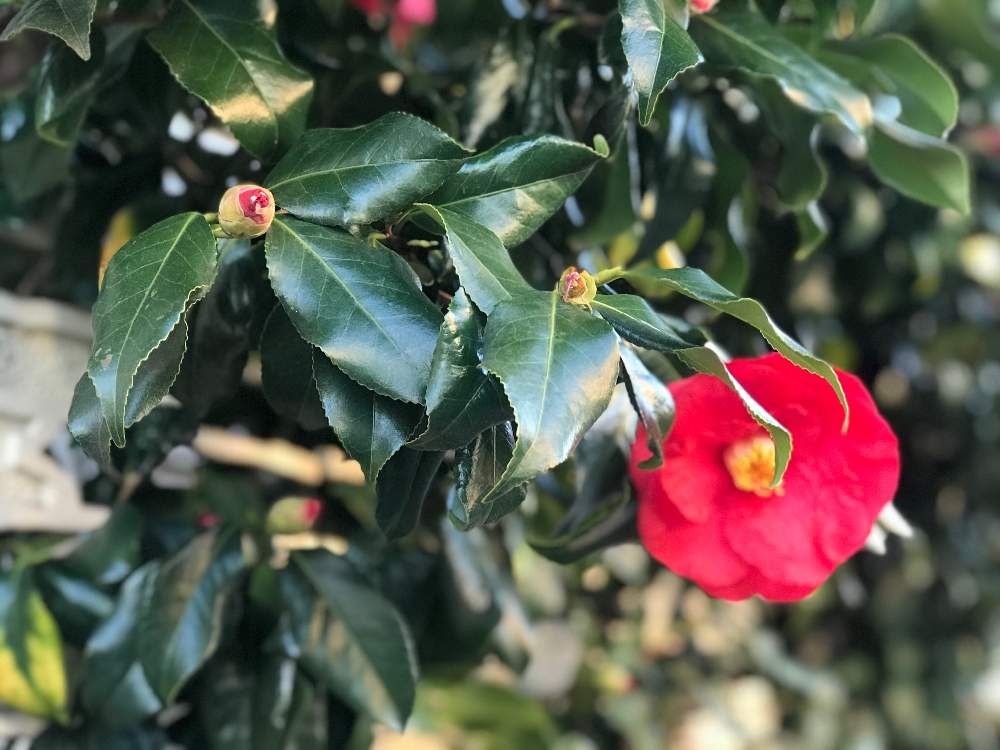 サザンカ by emit