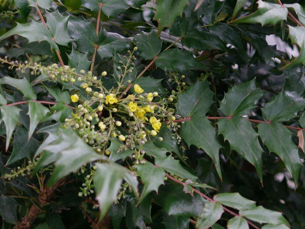 ヒイラギナンテン by のんちゃん