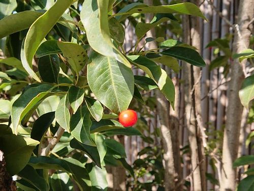 ソヨゴの育て方 地植えの植え付け時期や 鉢植えの植え替え方法は Greensnap グリーンスナップ