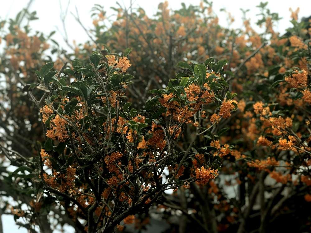 キンモクセイ(金木犀)　オレンジ色の花