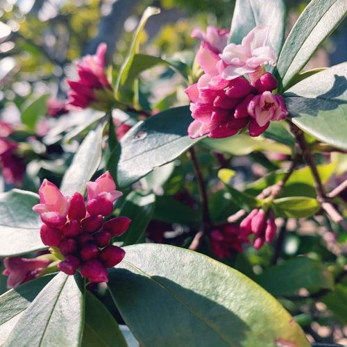 常緑樹の種類 庭木におすすめの低木や中木 高木は Greensnap グリーンスナップ