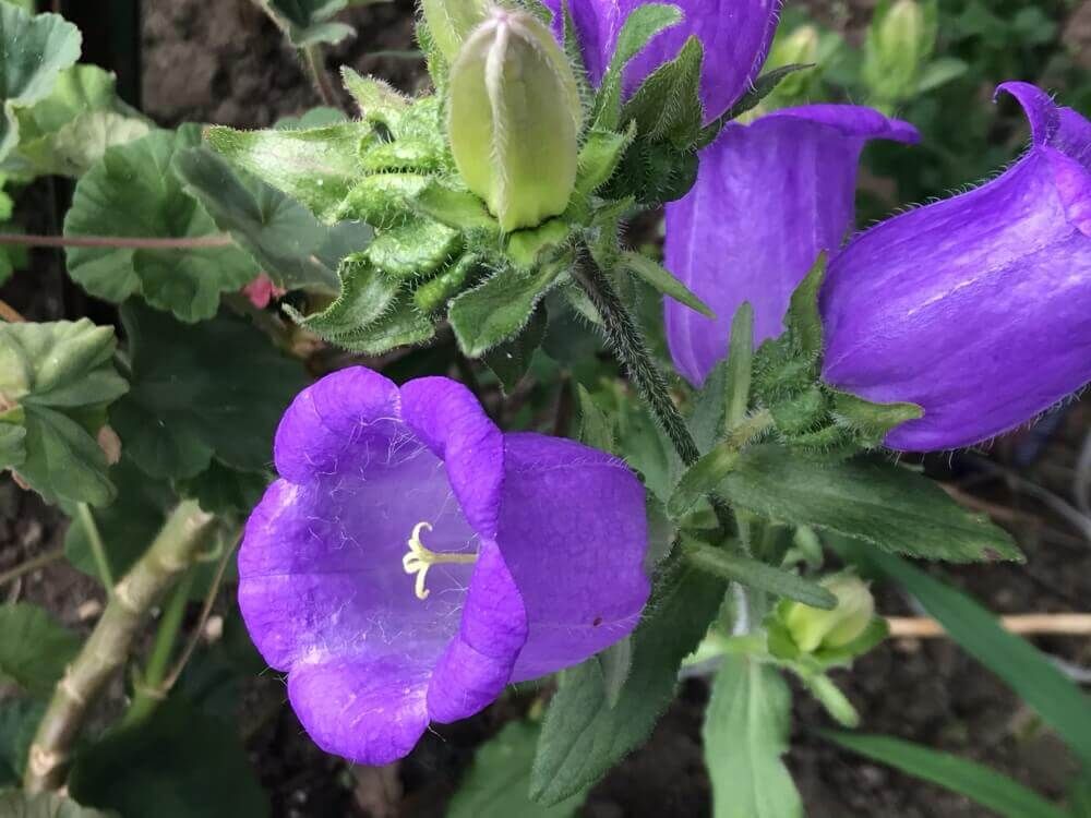 カンパニュラ　メディウム