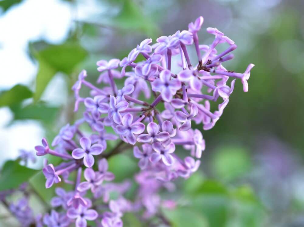 紫の花図鑑 人気品種を春 夏 秋 冬の季節ごとに分けてご紹介します Greensnap グリーンスナップ