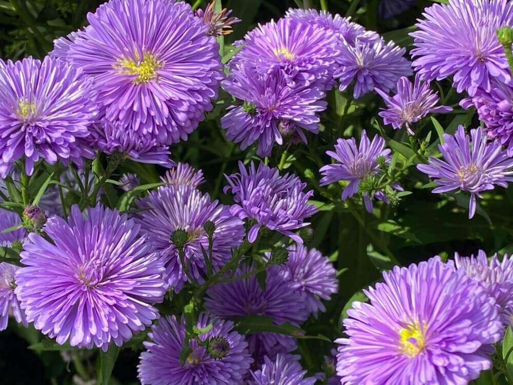 クジャクアスター　宿根アスター