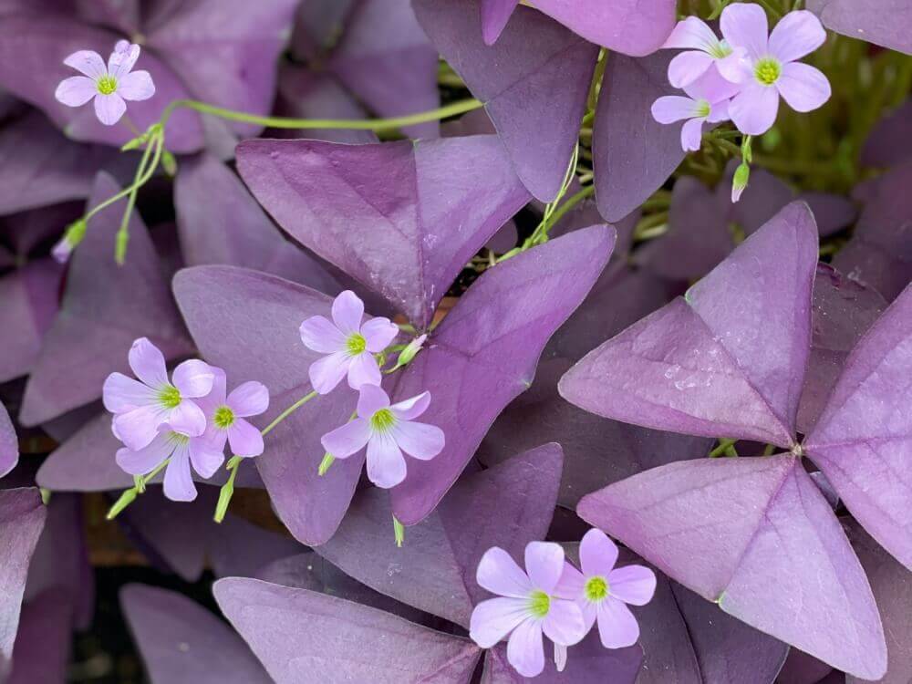 【訪問着】薄紫　白×ピンクの花
