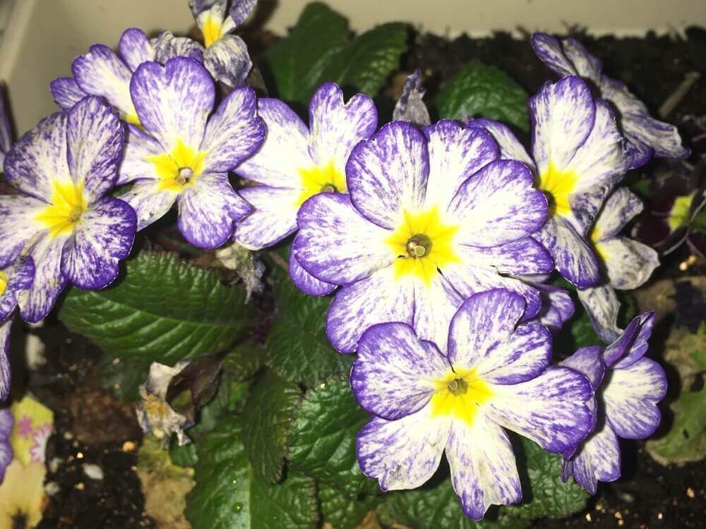 プリムラ・ジュリアン