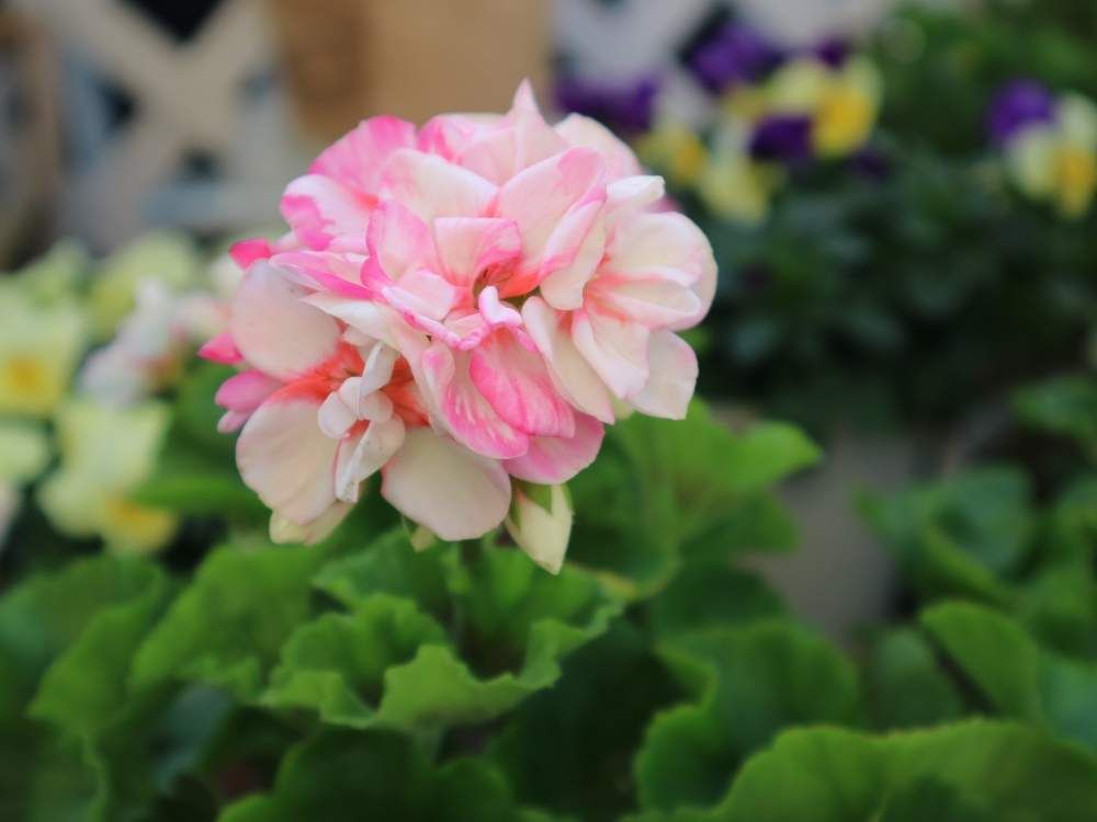 ガーデニング　photo by　ふぅかパパ