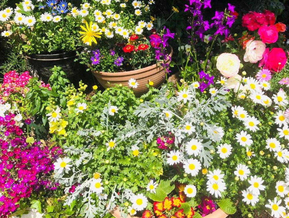 ガーデニング　photo by　☆MADOKA☆