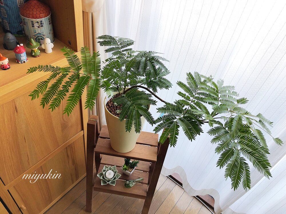 インテリアグリーン