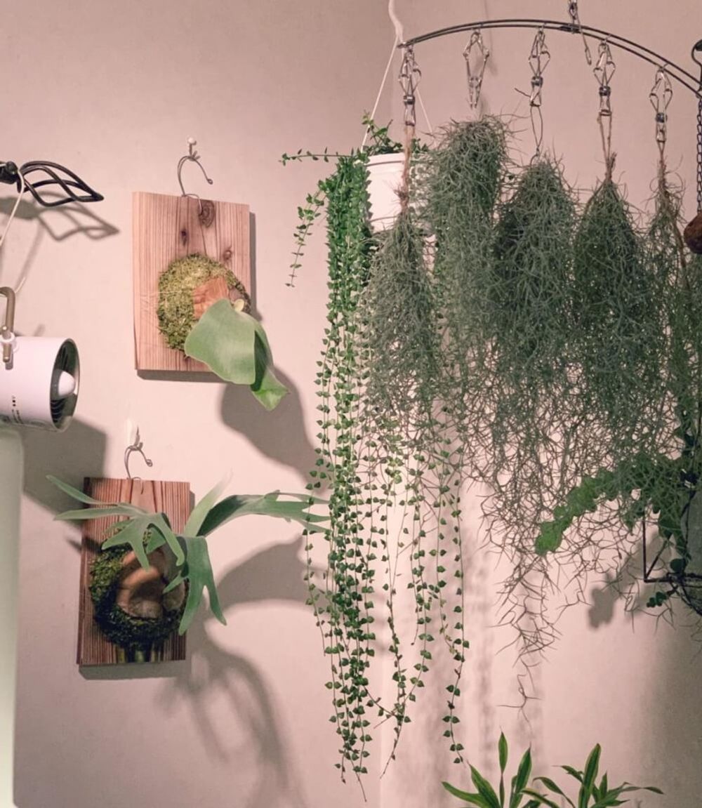 インテリアグリーン