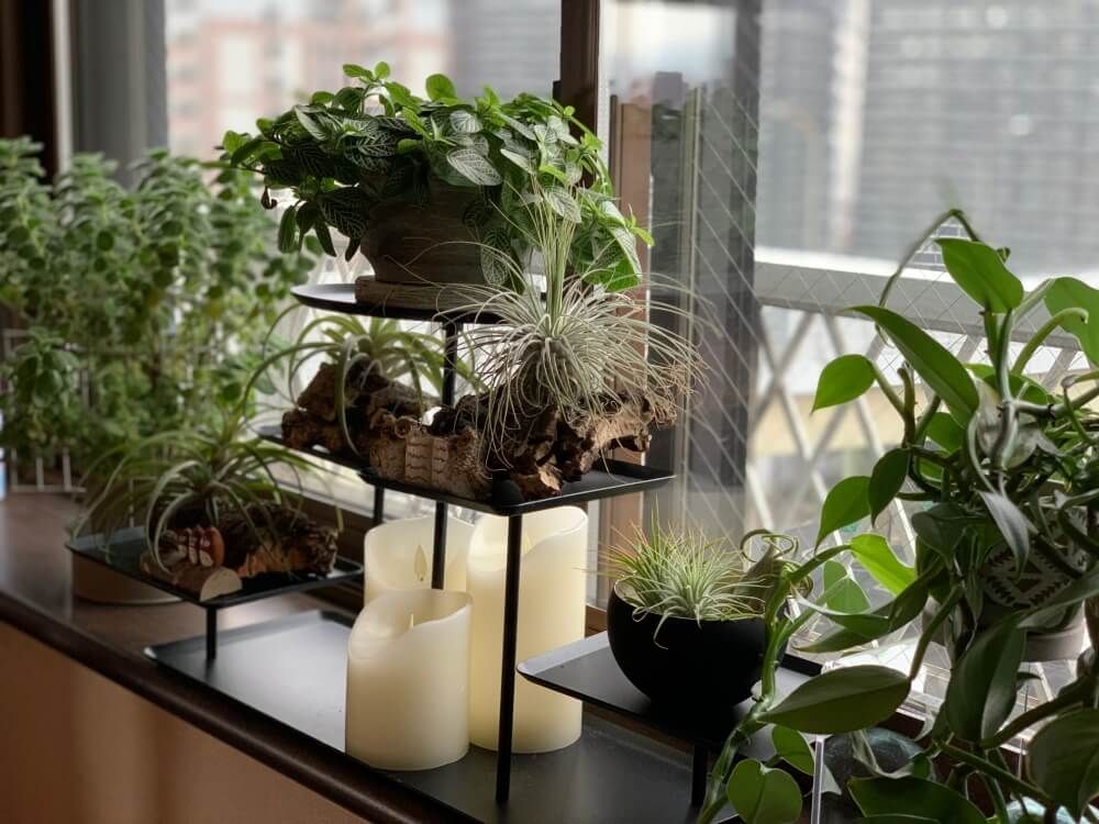 インテリアグリーン