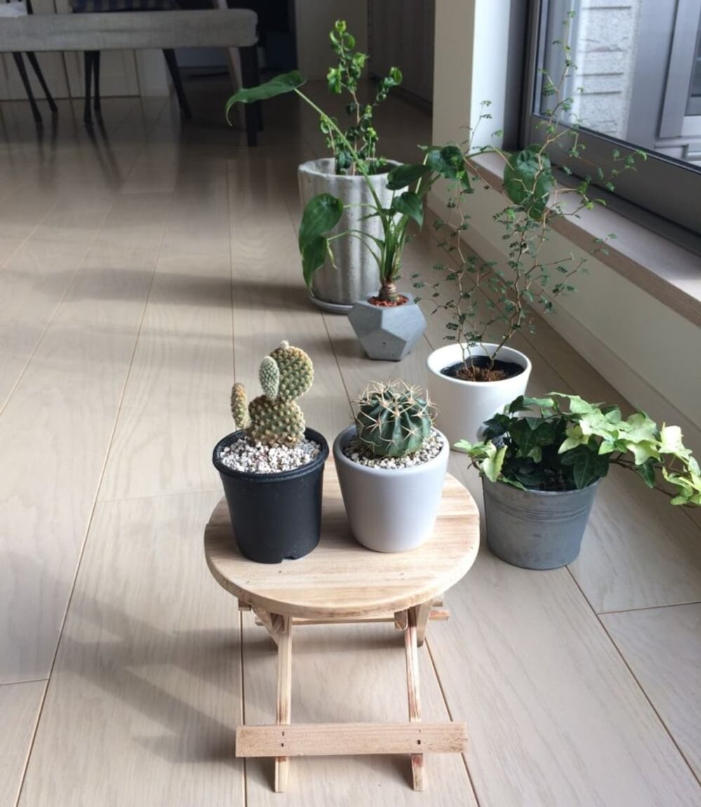 インテリアグリーン