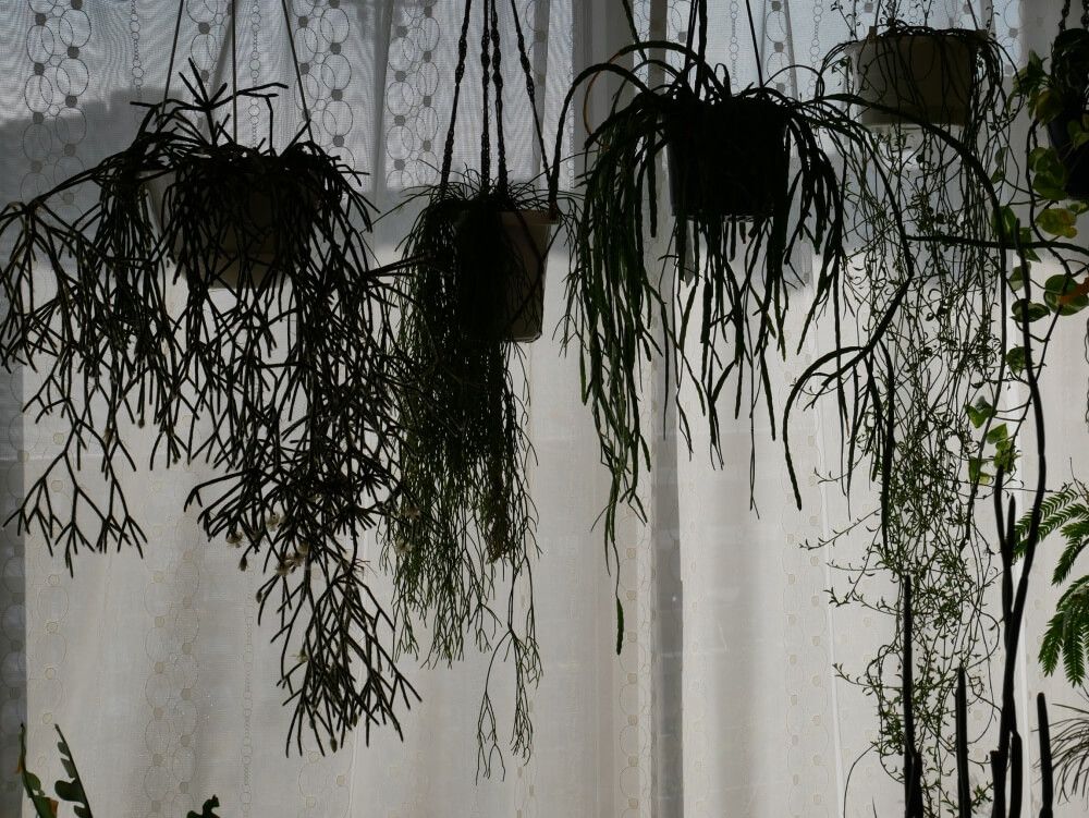 インテリアグリーン