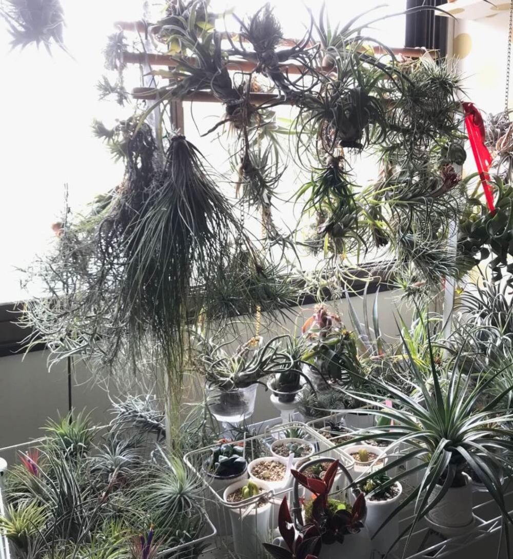 インテリアグリーン