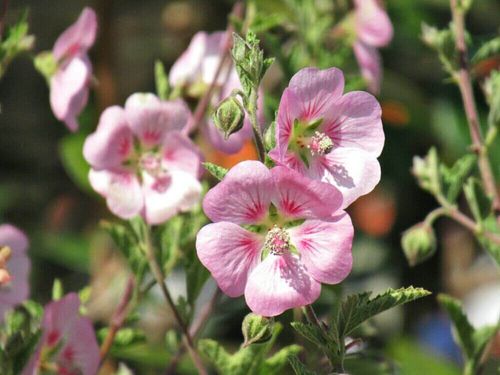 ピンクの花図鑑 人気の品種を 春 夏 秋 冬の季節別にご紹介します Greensnap グリーンスナップ