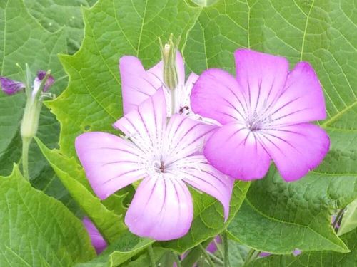 ピンクの花図鑑 人気の品種を 春 夏 秋 冬の季節別にご紹介します Greensnap グリーンスナップ