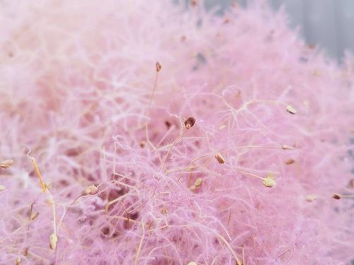 ピンクの花図鑑 人気の品種を 春 夏 秋 冬の季節別にご紹介します Greensnap グリーンスナップ ピンクの花図鑑 人気の品種を 春 夏 秋 冬の季節別にご紹介します Greensnap グリーンスナップ