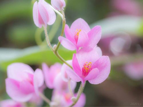 ピンクの花図鑑 人気の品種を 春 夏 秋 冬の季節別にご紹介します Greensnap グリーンスナップ