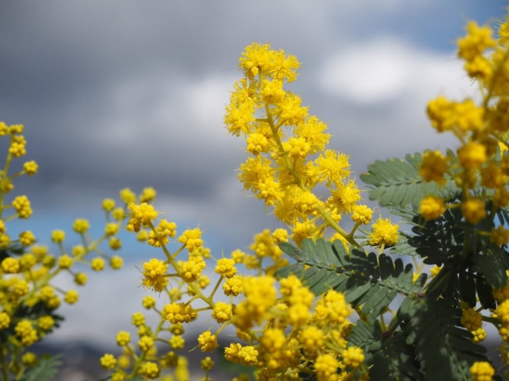 ミモザ(ギンヨウアカシア)　黄色い花