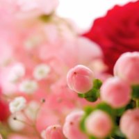 カラフルな色と個性豊かな姿がかわいい！不思議な形の実がなる植物たちの画像