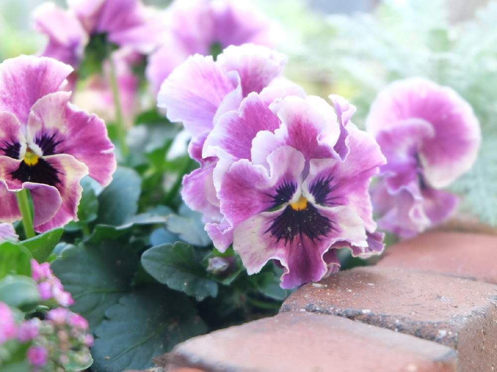 紫色のパンジー