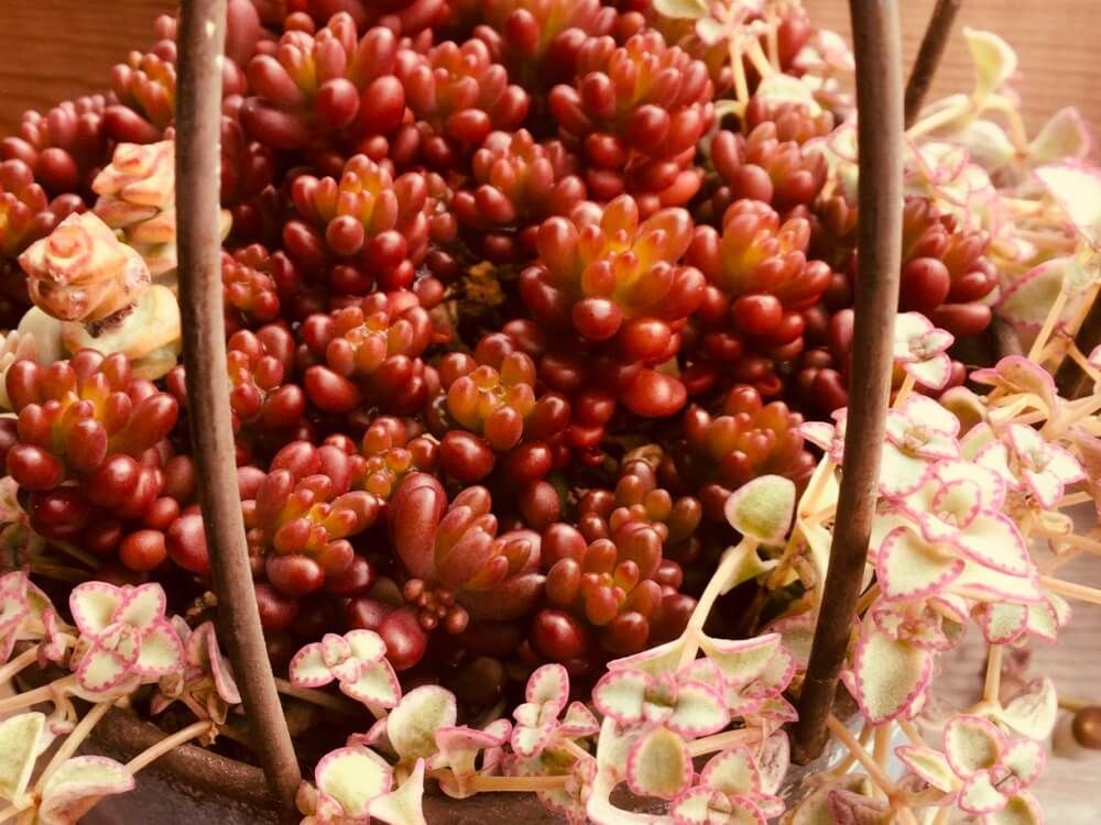 レッドベリー　多肉植物