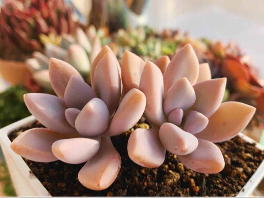 グラプトペタルム　淡雪　多肉植物