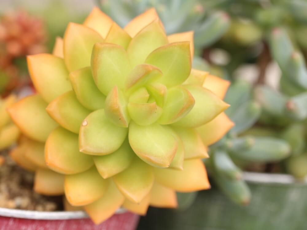 セダム　黄麗　多肉植物