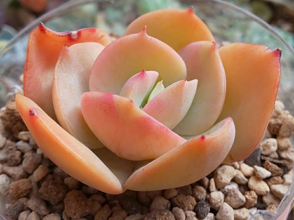 エケベリア　多肉植物