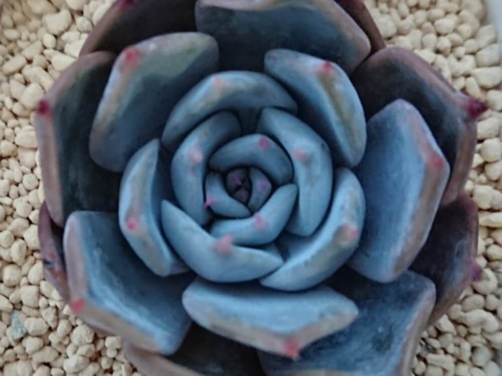 エケベリア　リリアン　多肉植物